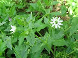 Attēlu rezultāti vaicājumam “Myosoton aquaticum”