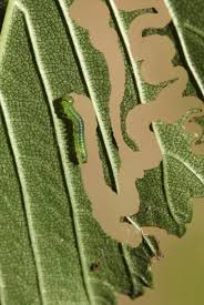 Attēlu rezultāti vaicājumam “Lycogala asperum sessile”