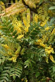 Attēlu rezultāti vaicājumam “Berberidaceae”