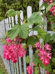 Attēlu rezultāti vaicājumam “Ribes rubrum flower”