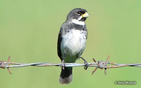 Attēlu rezultāti vaicājumam “Collaria sp.”