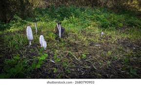 Attēlu rezultāti vaicājumam “Cratarellus cornucopioides”