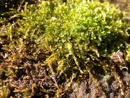 Attēlu rezultāti vaicājumam “Anastrophyllum minutum”