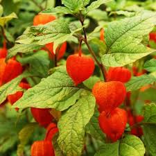 Image result for Physalis alkekengi