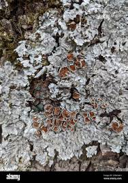 Attēlu rezultāti vaicājumam “Parmelina tiliacea”