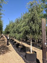 Attēlu rezultāti vaicājumam “Betula pendula Youngii”