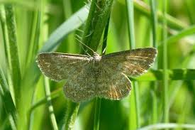 Attēlu rezultāti vaicājumam “Scopula immorata”