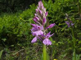 Attēlu rezultāti vaicājumam “Dactylorhiza maculata”