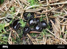 Attēlu rezultāti vaicājumam “Pseudoplectania nigrella”