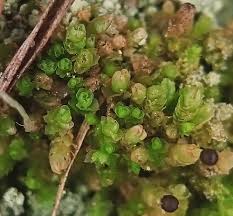 Attēlu rezultāti vaicājumam “Isopaches bicrenatus”