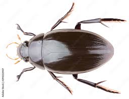 Attēlu rezultāti vaicājumam “Hydrophilidae”