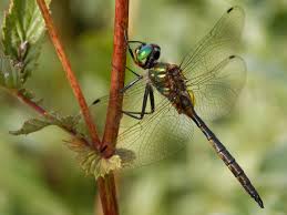 Attēlu rezultāti vaicājumam “Somatochlora flavomaculata”