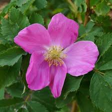 Attēlu rezultāti vaicājumam “Rosa majalis”