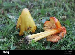 Attēlu rezultāti vaicājumam “Hygrocybe acutoconica”