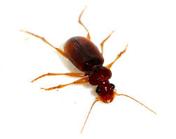 Attēlu rezultāti vaicājumam “Leistus ferrugineus”