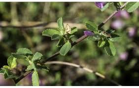Attēlu rezultāti vaicājumam “Ononis arvensis leaf”