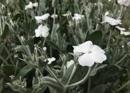 Image result for Lychnis coronaria alba