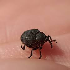 Attēlu rezultāti vaicājumam “Mononychus punctumalbum”