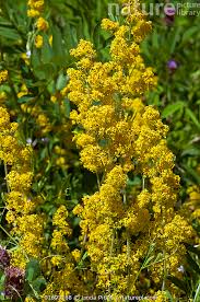 Attēlu rezultāti vaicājumam “Galium verum flower”