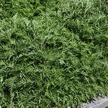 Image result for Artemisia gmelinii