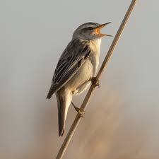 Attēlu rezultāti vaicājumam “Acrocephalus schoenobaenus adult”