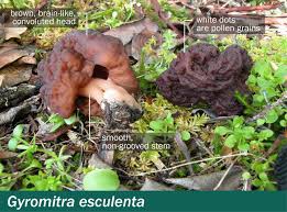 Attēlu rezultāti vaicājumam “Gyromitra esculenta”