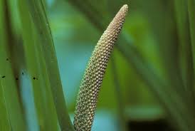 Attēlu rezultāti vaicājumam “Acoraceae”