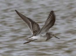 Image result for Calidris melanotos