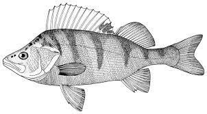 Attēlu rezultāti vaicājumam “Perca fluviatilis”