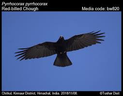 Image result for Pyrrhocorax pyrrhocorax