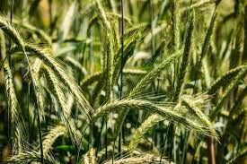 Attēlu rezultāti vaicājumam “Secale cereale”