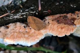 Attēlu rezultāti vaicājumam “Sarcoporia polyspora”