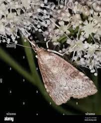 Attēlu rezultāti vaicājumam “Udea prunalis”