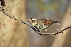 Image result for Turdus naumanni