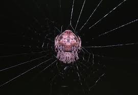 Attēlu rezultāti vaicājumam “Aranei exuvia”