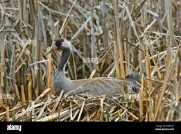 Attēlu rezultāti vaicājumam “Grus grus nest”