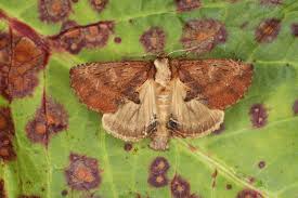 Attēlu rezultāti vaicājumam “Ptilodon capucina imago”