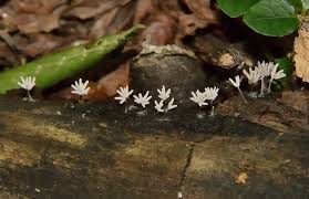 Attēlu rezultāti vaicājumam “Arcyria cinerea stalked”