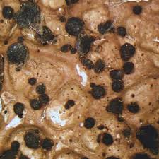 Attēlu rezultāti vaicājumam “Plectocarpon lichenum”