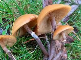 Attēlu rezultāti vaicājumam “Galerina marginata”