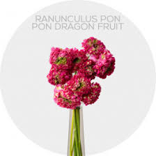 Attēlu rezultāti vaicājumam “Ranunculus flammula fruit”