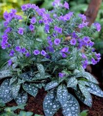 Image result for Pulmonaria Silverado