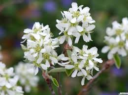 Attēlu rezultāti vaicājumam “Amelanchier canadensis”