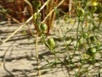 Attēlu rezultāti vaicājumam “Linaria loeselii”