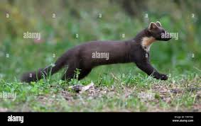 Attēlu rezultāti vaicājumam “Martes martes”