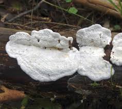 Attēlu rezultāti vaicājumam “Antrodiella faginea”