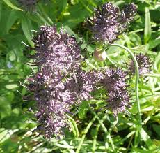Attēlu rezultāti vaicājumam “Phyteuma spicatum fruit”