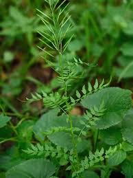 Attēlu rezultāti vaicājumam “Cardamine impatiens”