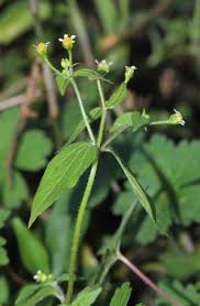 Attēlu rezultāti vaicājumam “Galinsoga quadriradiata”