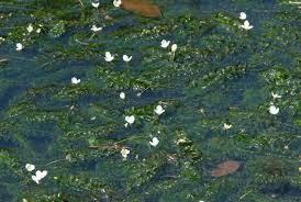 「水蘊草」的圖片搜尋結果